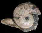Hoploscaphites Ammonite - Opalescent Shell #6131-1